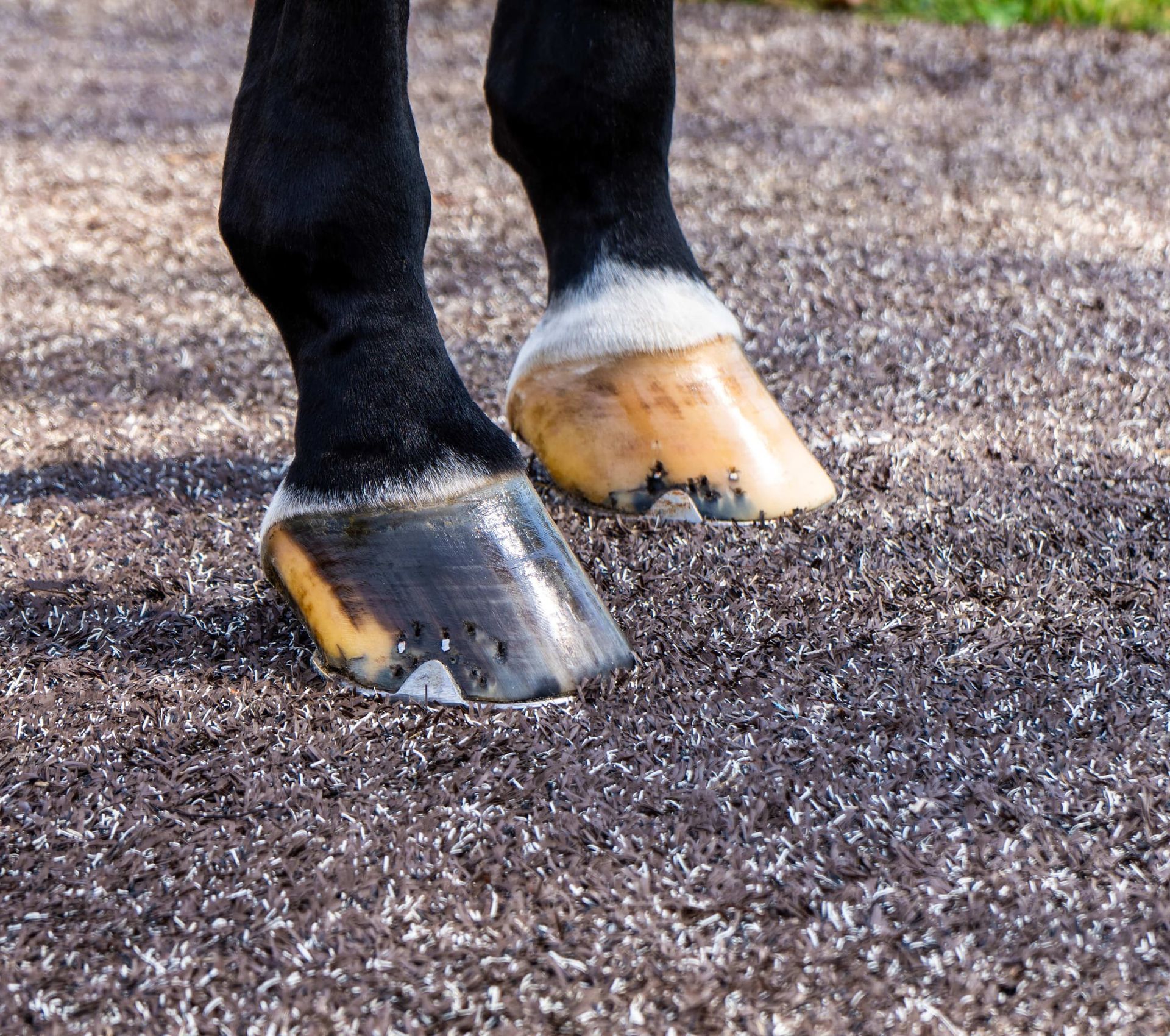 equine turf