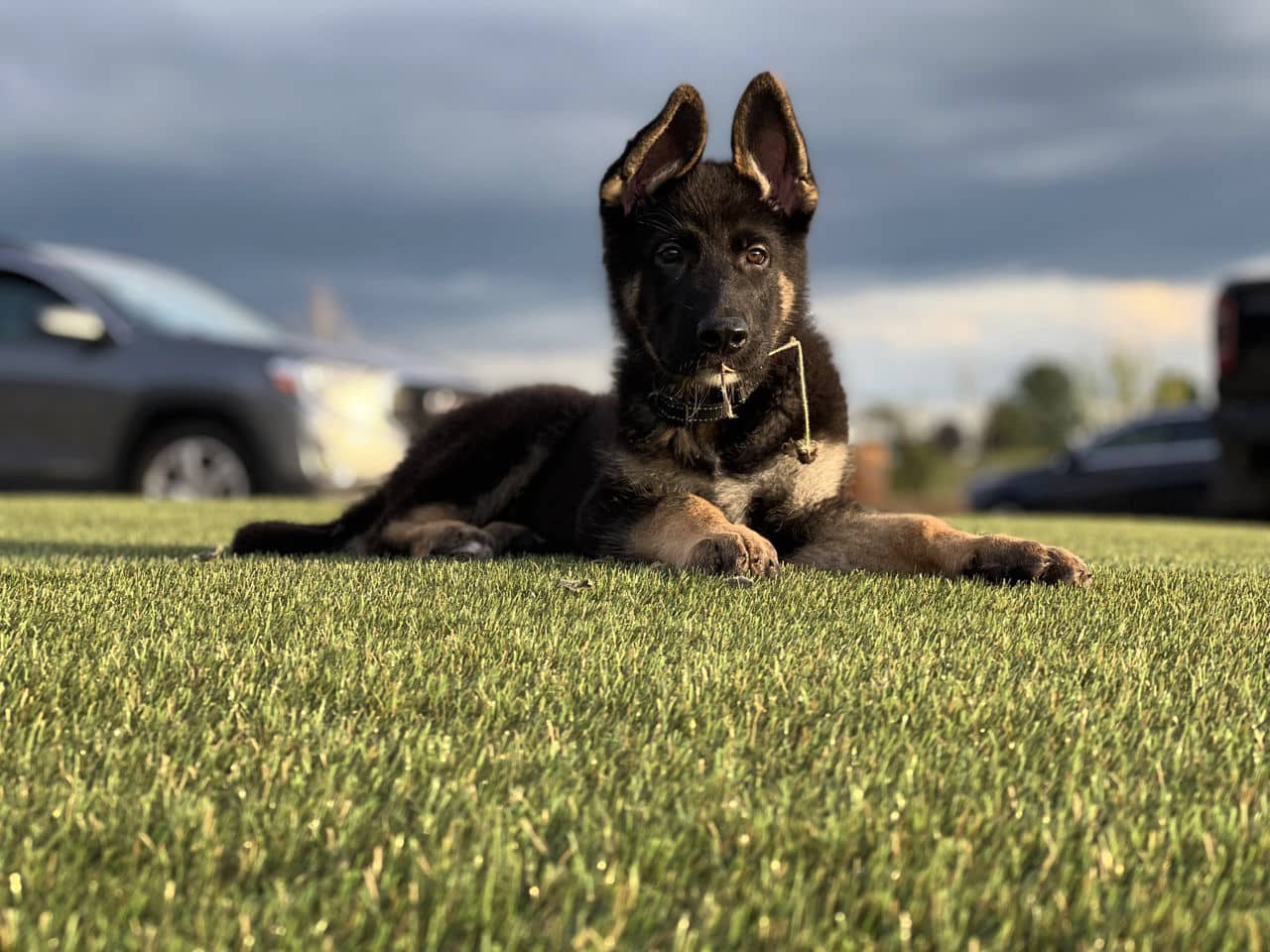 german shepard on pet turf